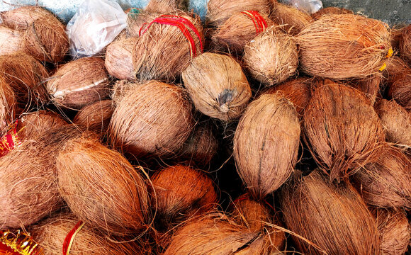 Heap of Ritual Dried Coconuts with Sacred Thread and Flowers