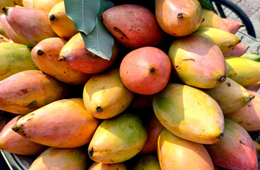 Fresh Totapuri Mangoes on Street Cart