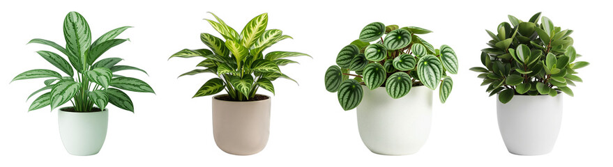 Four Potted House Plants Isolated On A Transparent Background