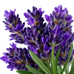 A close up shot of several sprigs of vibrant purple lavender flowers isolated on transparent background