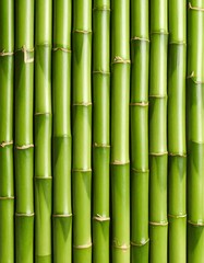 Fototapeta premium Close-up of green bamboo stalks