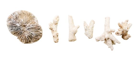 dry coral collection with a transparent background
