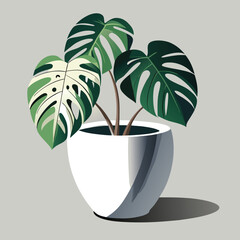 Beautiful monstera deliciosa plant in a modern white pot