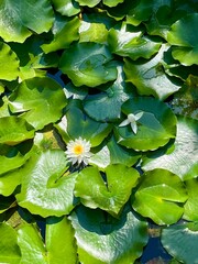 夏の池を覆い尽くす睡蓮