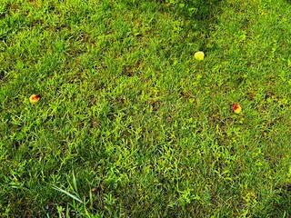 Watering the lawn with a sprinkler on a sunny day	
