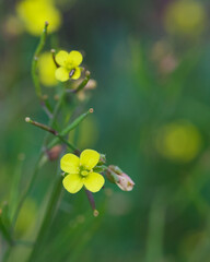 Beautiful close-up of diplotaxis muralis