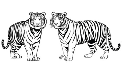 tiger vector illustration