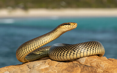 Fototapeta premium Snake reptile wildlife animal nature dangerous serpent wild scales skin