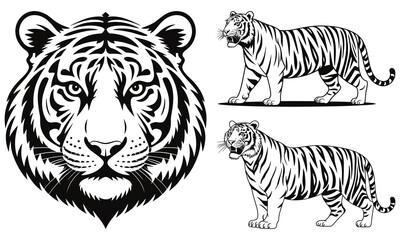 tiger vector illustration