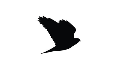 American goshawk bird Silhouette Design  And Vector Illustration. 