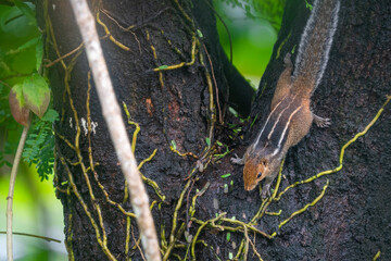 A small Three-striped palm squirrel sitting and watching for a prey in a tree during rainy season