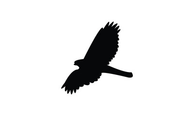 American goshawk bird Silhouette Design  And Vector Illustration. 