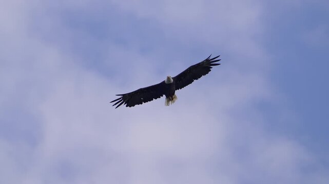 Close-up of a bald eagle gliding overhead in the sky in the Utah wilderness as the circles around.