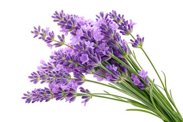 Fototapeta premium Bunch of Lavender Isolated on Transparent Background