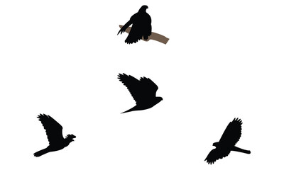American goshawk bird Silhouette Design  And Vector Illustration. 