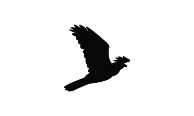 American goshawk bird Silhouette Design  And Vector Illustration. 