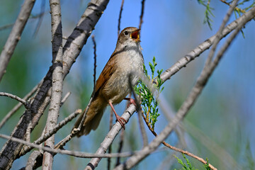 Obraz premium Cetti's warbler // Seidensänger (Cettia cetti)