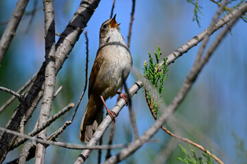 Seidensänger // Cetti's warbler (Cettia cetti) - Peloponnes, Griechenland