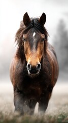 Obraz premium Majestic brown horse stands confidently in the misty field during early morning light