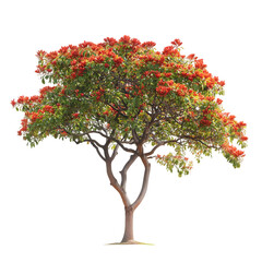 A tree with a dense canopy of red flowers and green leaves isolated on transparent background