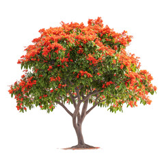 A tree with a dense canopy of red flowers and green leaves isolated on transparent background