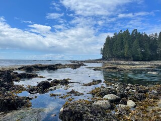 Obraz premium Forested Headland and Rocky Tidal Shoreline with Seaweed