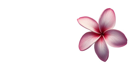 Pink plumeria flower isolated on transparent background