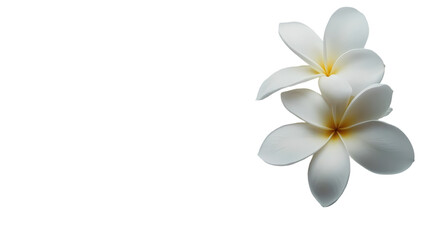 White plumeria flower isolated on transparent background