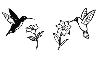 Obraz premium Two Hummingbirds in Flight Gracefully Nectaring from Delicate Blossoms A Pair of Elegant Black and White Hummingbird Illustrations