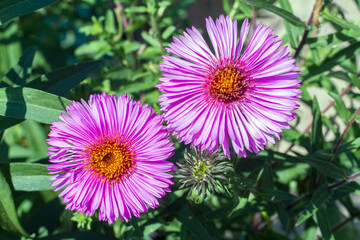 Obraz premium Aster flowers in a flower bed close-up. Natural inflorescences of asters.