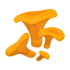Vector illustration of bright orange chanterelle mushrooms against a white background. Detailed design showcases mushroom caps and stems, ideal for culinary or botanical themes