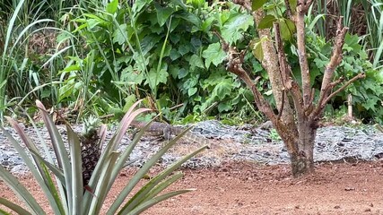 Monitor lizard Varanus salvator crawling through a riverside orchard and flicking its tongue while observing the environment.