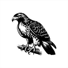 Obraz premium Hawk perched on a branch