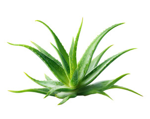 Fototapeta premium Close-up of aloe vera plant. Healthy, vibrant green aloe vera with pointed leaves radiating outward from a central point. Isolated on black background