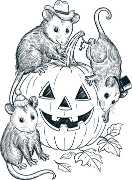 Vintage hand drawn sketch of three opossums hanging around pumpkin wear hats