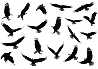 Obraz premium Collection of bald eagles in flight against a white background