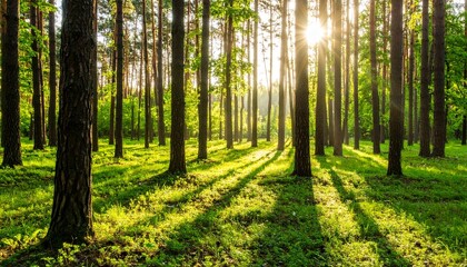 Obraz premium A silent forest bathed in morning sunlight, casting peaceful rays through tall trees