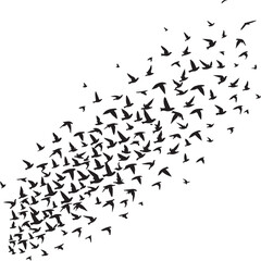 Black and white vector illustration of flying birds with an abstract background