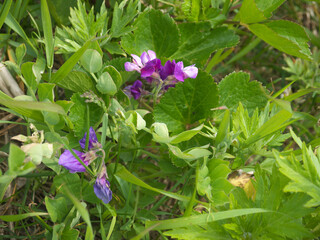 Lathyrus japonicus or beach pea purple flowers 