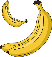 vector illustration of banana