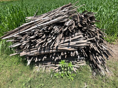 Sharpened Bamboo Stakes for Climbing Plant Agriculture