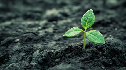 A small green plant sprouts from dark soil in a close-up view.