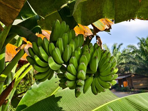 kepok banana (Musa acuminata &times; balbisiana) is on the tree	