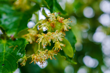 Macro shot of blooming linden flowers with fresh leaves in soft forest light. Macro view from below shows blooming linden cluster with glistening leaves and bokeh light, capturing fresh summer stillne