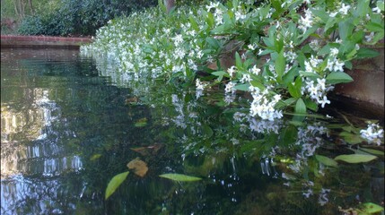 Naklejka premium Water feature with white flowers