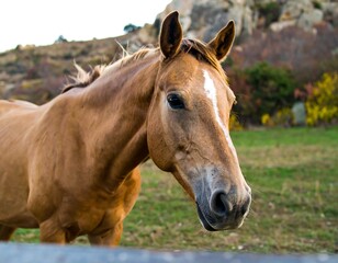 Fototapeta premium Horse in a meadow, autumn scenery