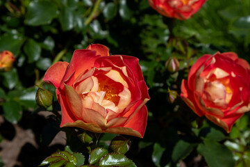 red rose flower macro photography on a sunny summer day