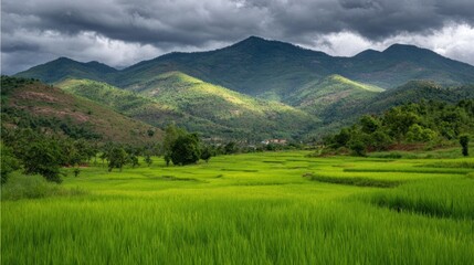Obraz premium Lush green rice paddies nestled in a valley, mountains rise in the background