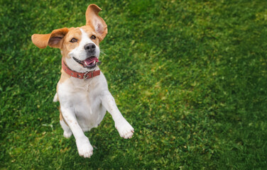 Happy beagle dog jumping on green grass with ears flapping and mouth open in a joyful expression,...