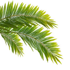 Palm tree leaves. isolated Green tropical leaf of palm coconut tree on white background.
